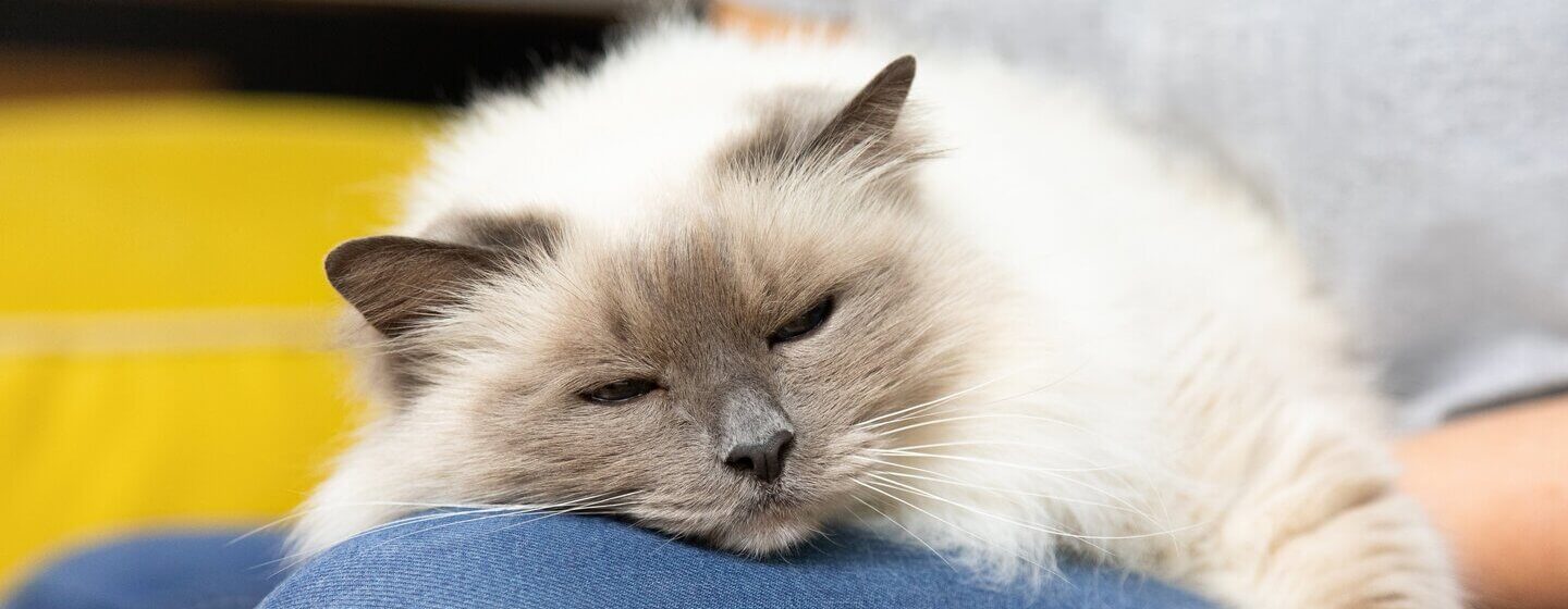 Cat not 2024 eating after neutering